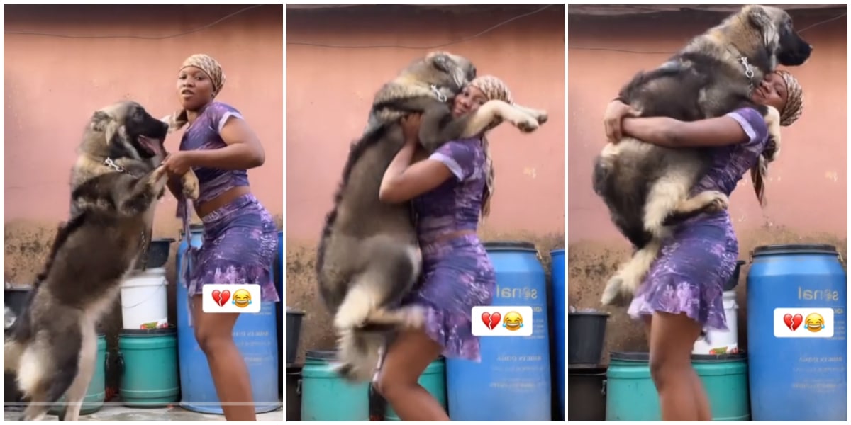 Lady stuns many as she lifts a giant Caucasian shepherd dog, holds it to her chest like a human