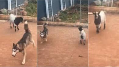"Goat stays with dog 2 months, character don change" - Man reveals shows goat jumping excitedly