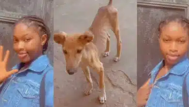 “This your dog na model” — Reactions as young girl shows off new pet dog her brothers bought
