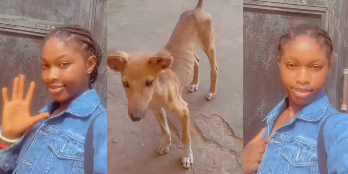 “This your dog na model” — Reactions as young girl shows off new pet dog her brothers bought