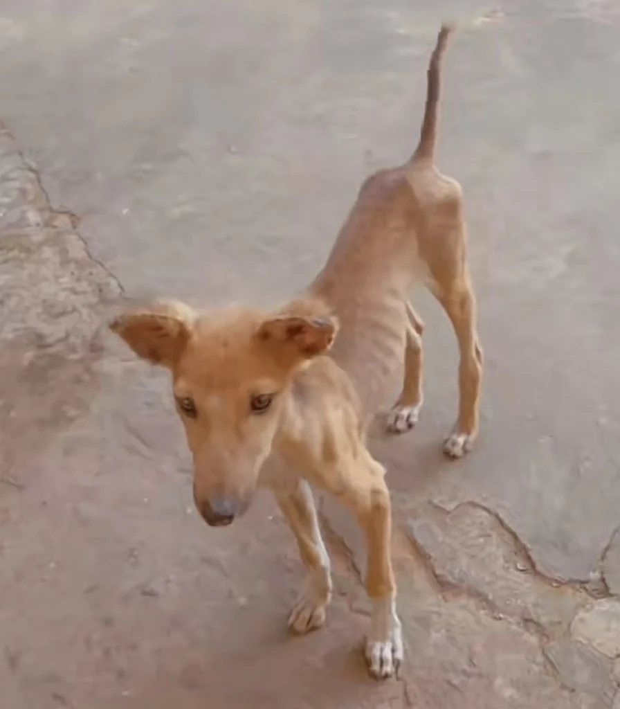 “This your dog na model” — Reactions as young girl shows off new pet dog her brothers bought