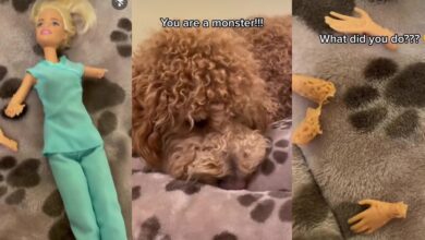"You're a monster" - Heartbroken girl generates buzz, hurls insults at family dog as it dismembers her cute Barbie doll