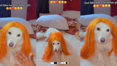"Am I a spoon?" - Nigerian lady surprises her pet dog, 'Nike,' with an expensive wig for Christmas