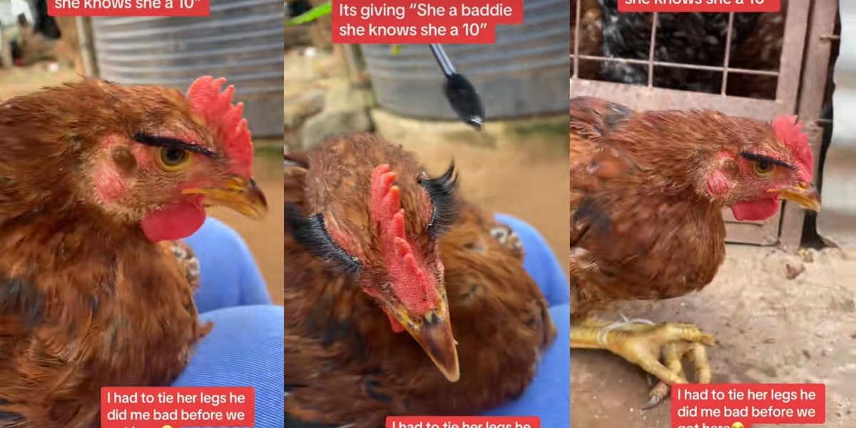 "She's a baddie, she's a 10" - Nigerian lady applies eyelashes, gives pet chicken glamorous makeover
