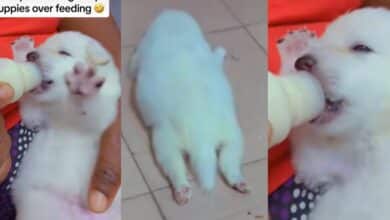 "Mr rabbit has fainted" - Online outcry as Nigerian mother overfeeds one-year-old puppy
