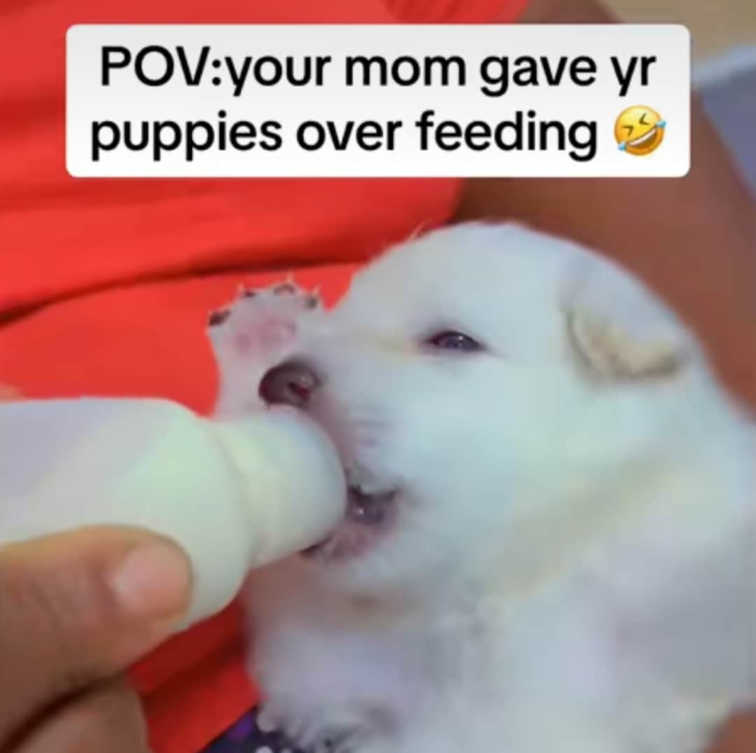 "Mr rabbit has fainted" - Online outcry as Nigerian mother overfeeds one-year-old puppy