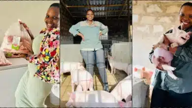 Former teacher inspires many as she starts pig farming with savings