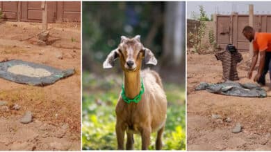"Update for farmers" - Man reveals how he used Bluetooth speaker to chase goats and chickens away from his sun-drying spot