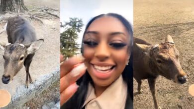 "Everyone in Japan is polite, even animals" - Heartwarming video as deer in Japan greets Nigerian lady with bows
