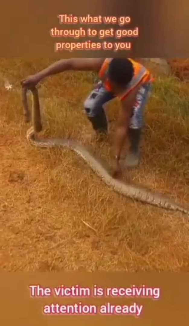 Realtor bitten by a huge snake