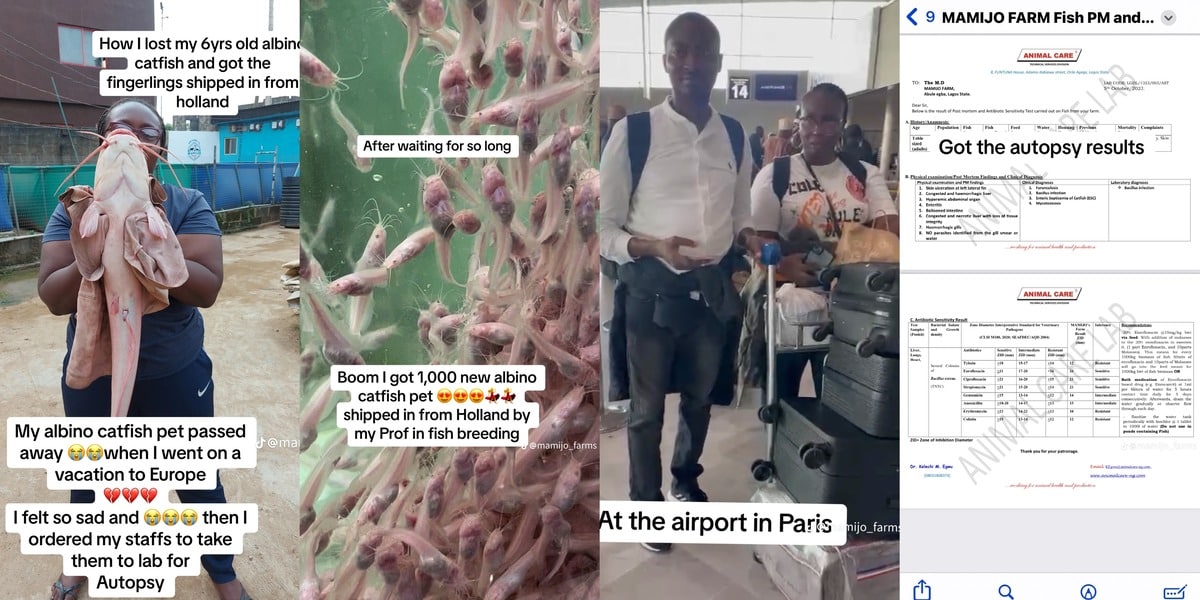 Nigerian lady cancels Europe flight to investigate mysterious death of 6-year-old albino catfish, shares autopsy report