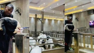 "Something wey go still enter pot" – Reactions trails video of luxurious residence of goats and rams