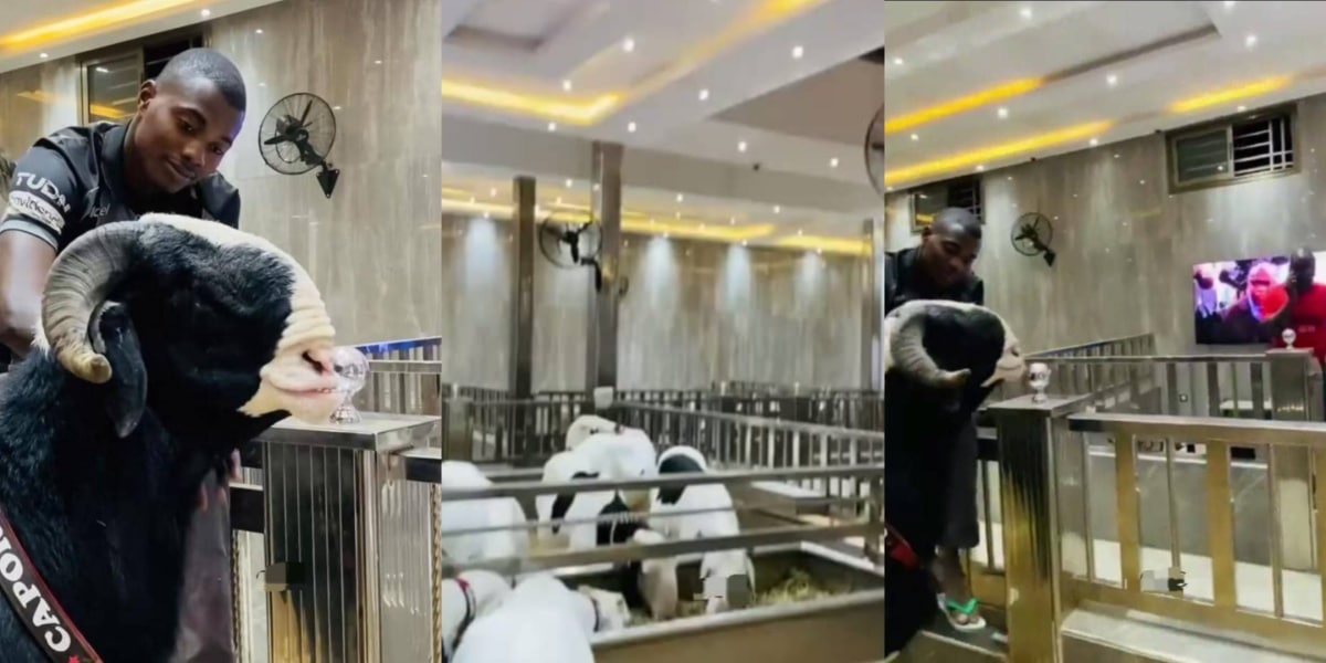 "Something wey go still enter pot" – Reactions trails video of luxurious residence of goats and rams