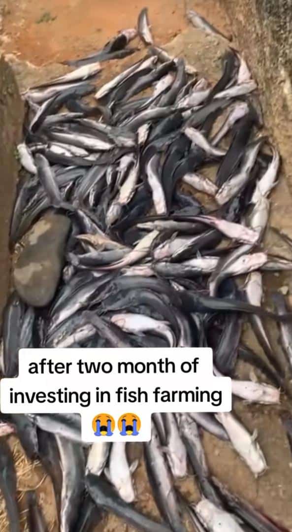 Farmer in sadness as two months fish investment end in loss 