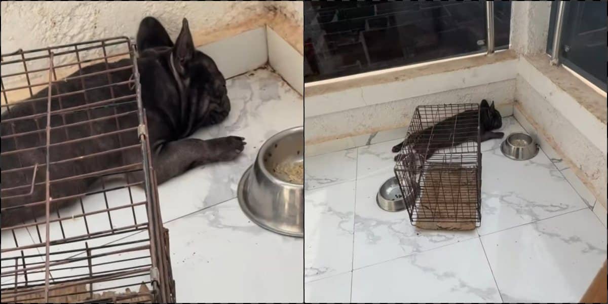 Man laments loud snoring sound of his dog, Emeka