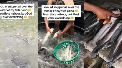 Man in pains as envious neighbor puts sniper in his catfish pond