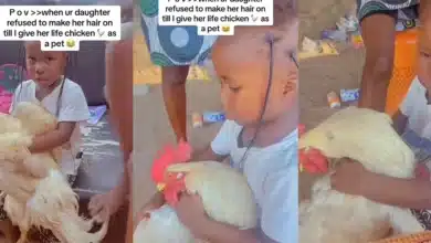 “This one na priestess” — Little girl refuses to make her hair without holding live chicken