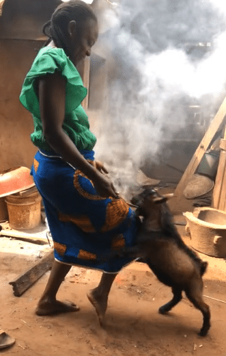 Video of goat fighting its owner over food causes buzz online