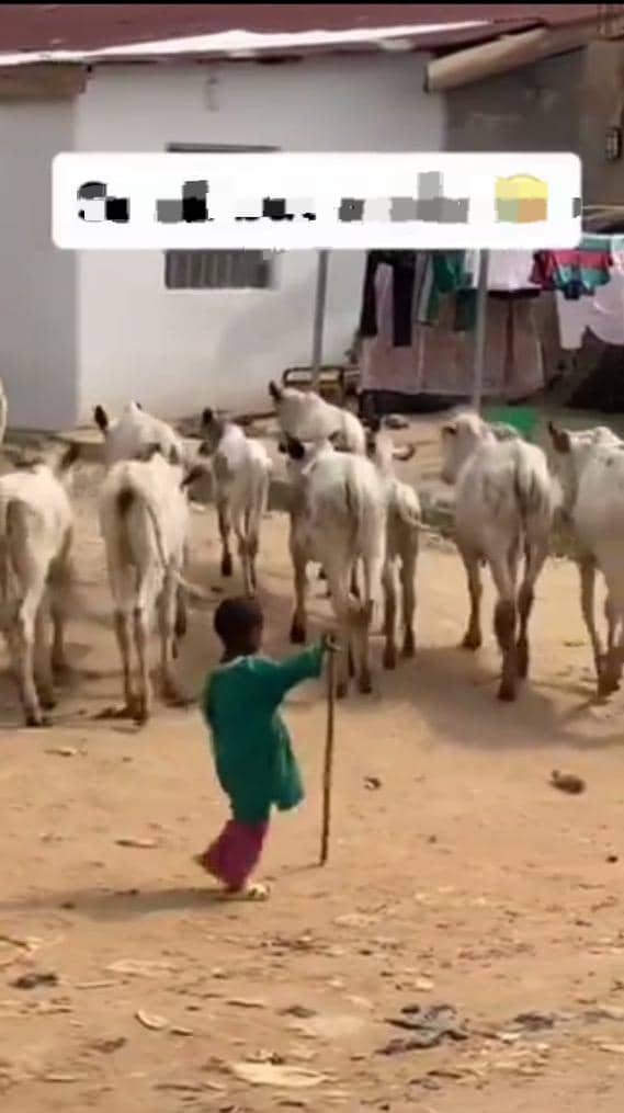 Viral video of little boy herding cows sparks reactions online