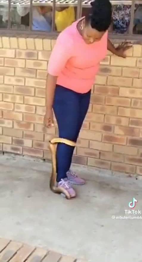 Shocking moment fearless woman crushes serpent's head with her feet