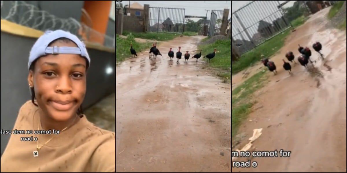 Lady runs with speed as she’s chased by 8 turkeys that blocked street road