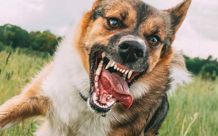 Nigerian lady shares final voice note of best friend as he dies from dog bite