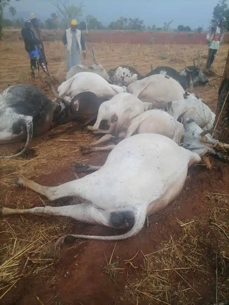 Lightning strike kills herdsman and 12 cows in Kaduna