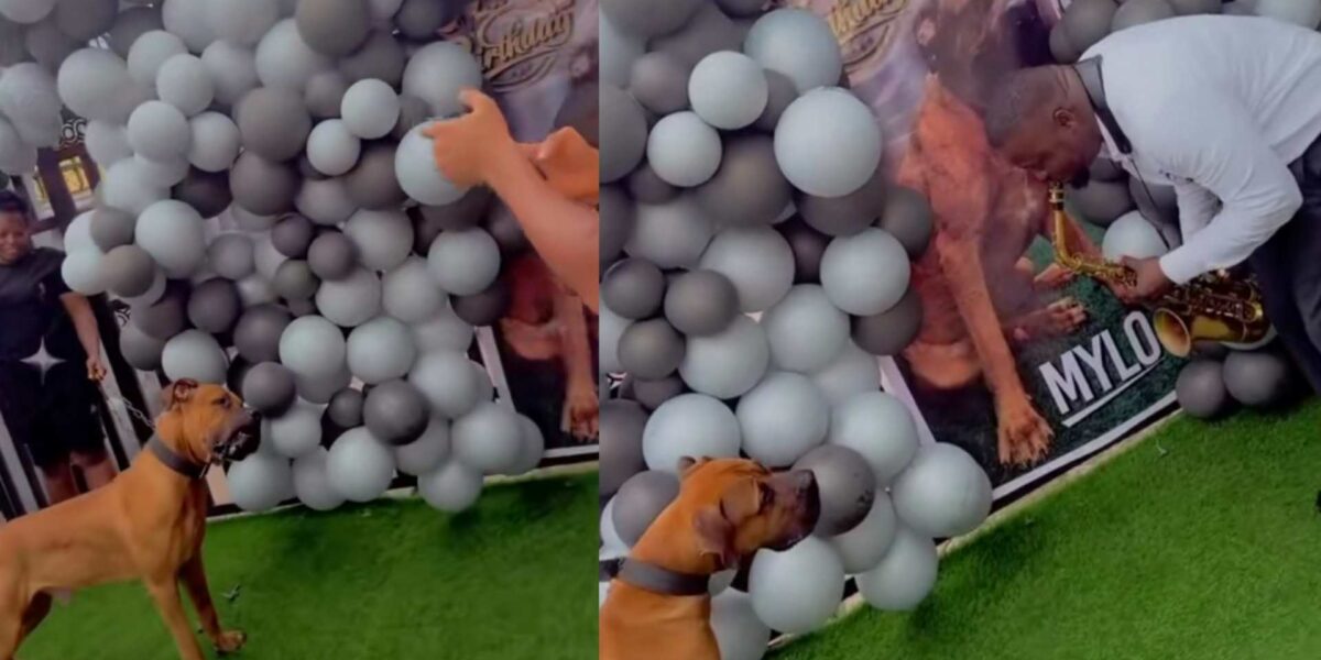 Man throws birthday party for his dog, plays saxophone for it