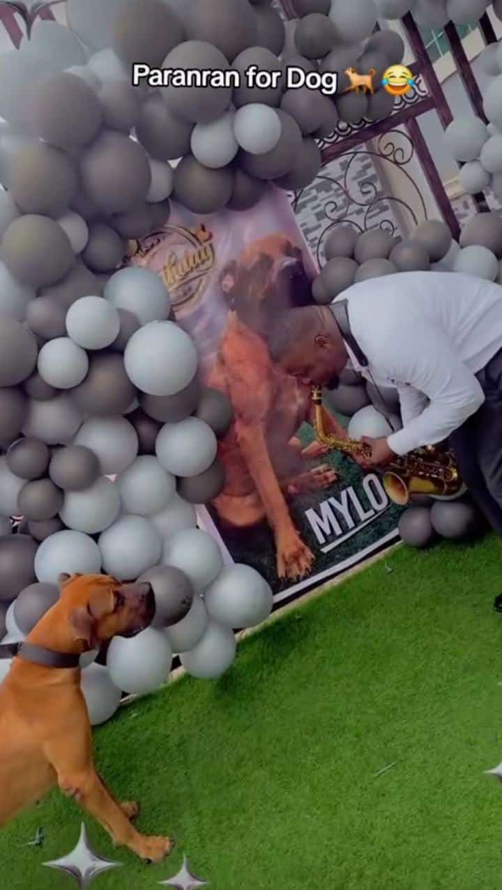Man throws birthday party for his dog, plays saxophone for it