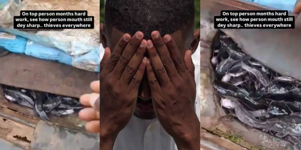 Fish pond owner discovers stolen catfish hidden in car trunk by customer who came to buy