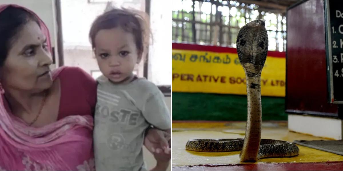 2-year-old boy bites cobra to death in India