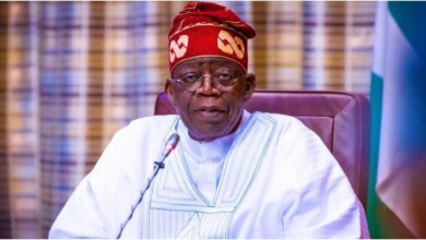 Tinubu bans raw shea nut export for six months