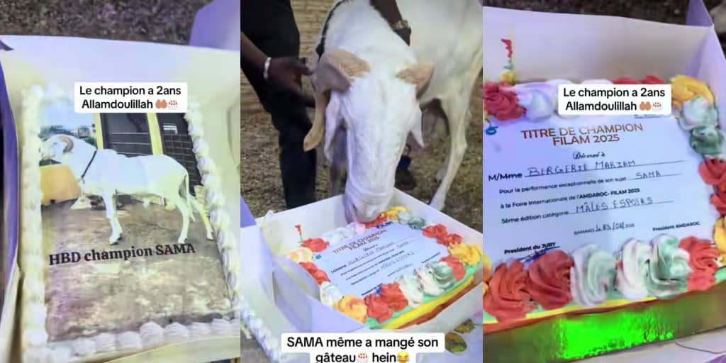 Man throws birthday ceremony for goat, surprises it with cakes and gifts