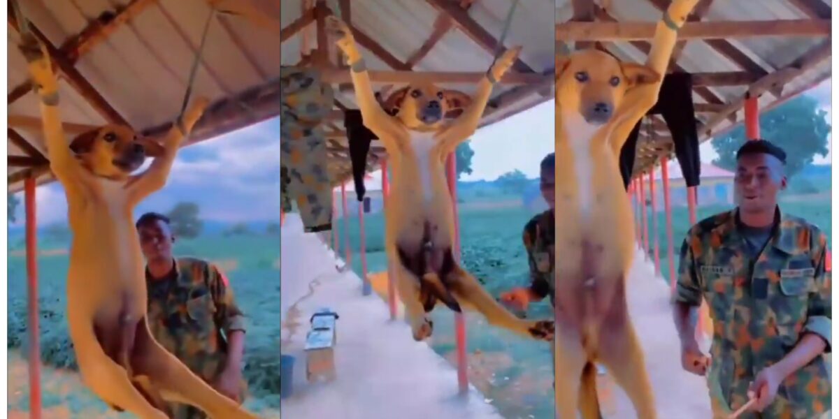 Soldiers caught on video hanging and flogging Dog for eating ₦5,000 meat