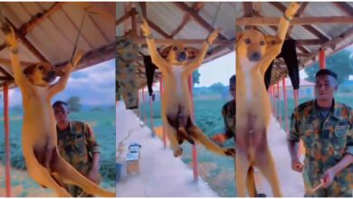 Soldiers caught on video hanging and flogging Dog for eating ₦5,000 meat