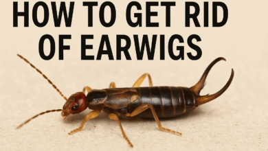 how to get rid of earwigs