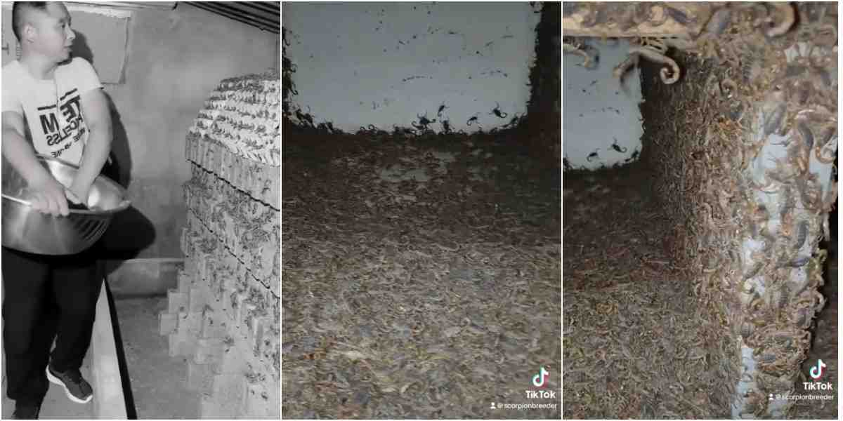 Man breeds deadly scorpions, reportedly sells their venom for ₦30 billion per gallon