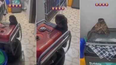 Lady breaks into prayer as owl appears in her home