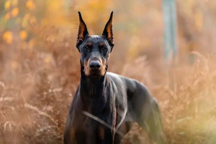 Liverpool’s Alexander Isak buys £30k protection dog after receiving death threats