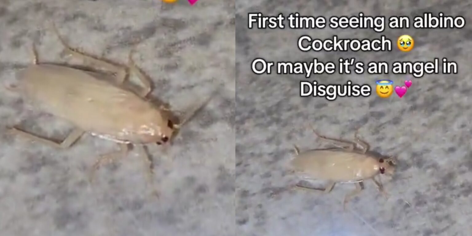 “I thought it is an angel” – Lady reacts after seeing albino cockroach ...