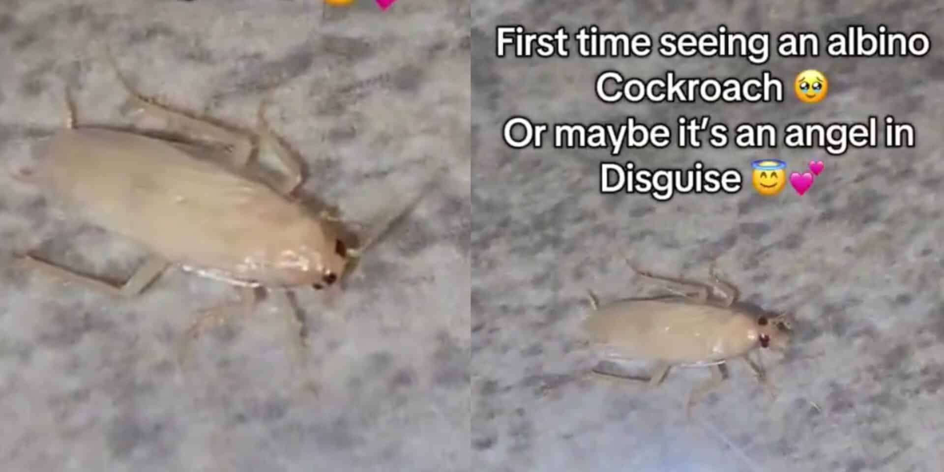 “I thought it was an angel” – Lady reacts after seeing albino cockroach for the first time