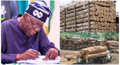 Tinubu’s government bans exportation of wood, allied products