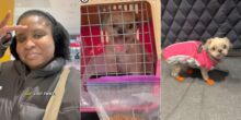 Lady shares how her dog travelled to Canada on its own, video trends