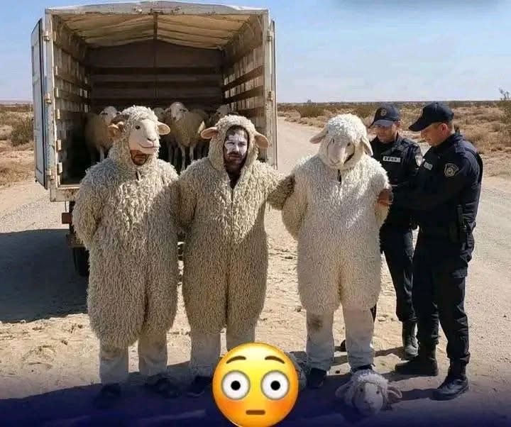 “Japa gone wrong” - 3 men arrested in Algeria for trying to enter Spain disguised as sheep