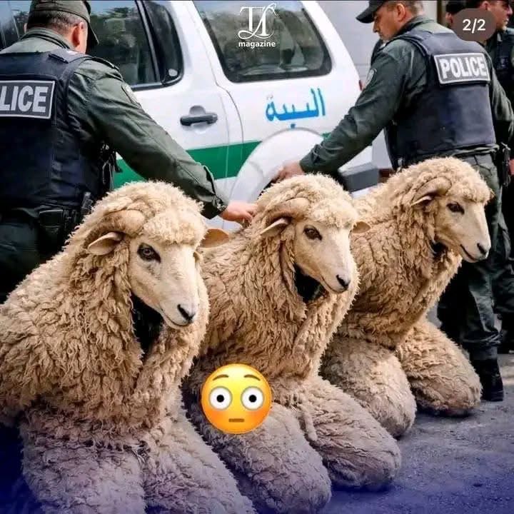 “Japa gone wrong” - 3 men arrested in Algeria for trying to enter Spain disguised as sheep