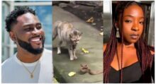 Ifunanya: "Cats are not witches..." — Man advises people to own cats to avoid snakes