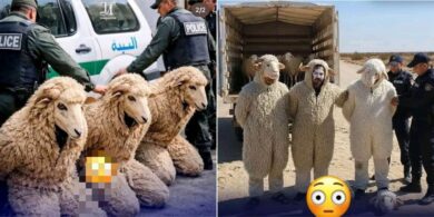 “Japa gone wrong” - 3 men arrested in Algeria for trying to enter Spain disguised as sheep