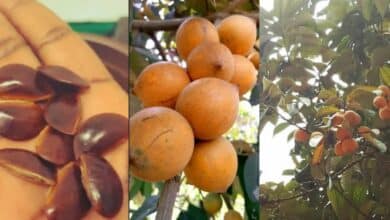 “I mistakenly swallowed udara seed, am i cooked?” — Lady ask