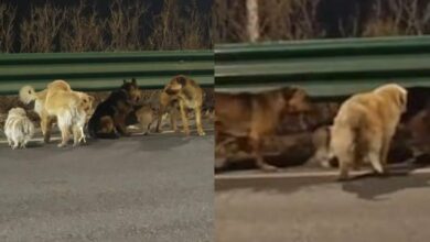 Seven dogs escape meat trade, travel 17 km home to respective owners