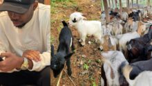 “She called me broke, so i bought two goats instead” — Man shares breakup story